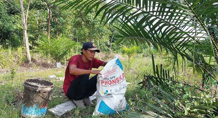 Manfaat Pupuk KCL untuk Kelapa Sawit, Agar Hasil Panen Meningkat dan Berkualitas